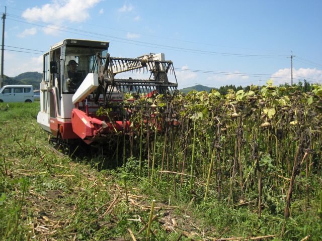 ひまわりの刈り取り